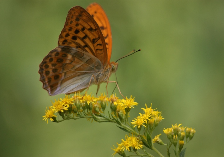 Conferma ID Argynnis paphia maschio e femmina